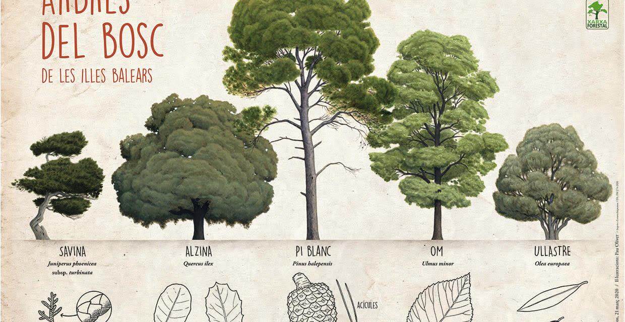 CONÈIXER ELS ARBRES I ELS BOSCOS DE LES ILLES BALEARS (1)