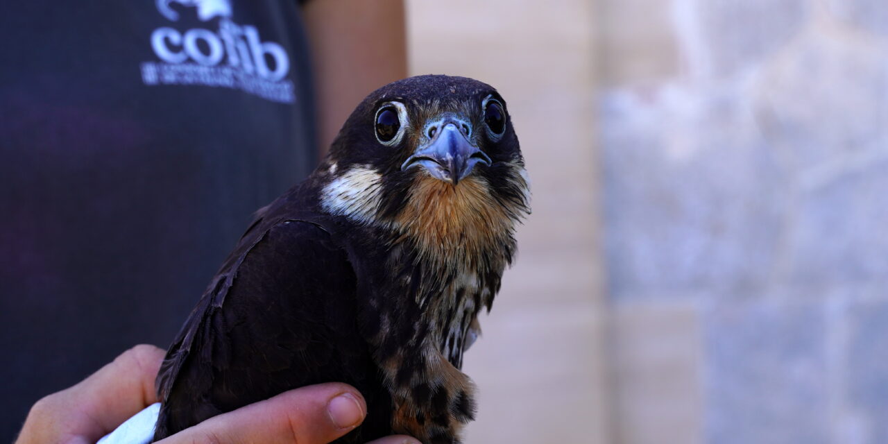 ALLIBERAT UN FALCÓ MARÍ A SA DRAGONERA
