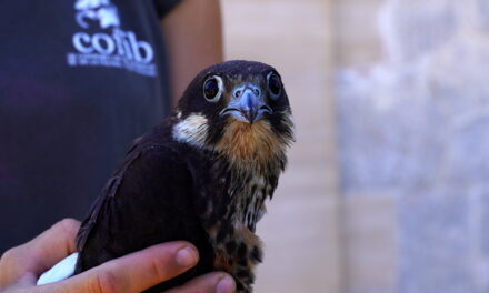 ALLIBERAT UN FALCÓ MARÍ A SA DRAGONERA