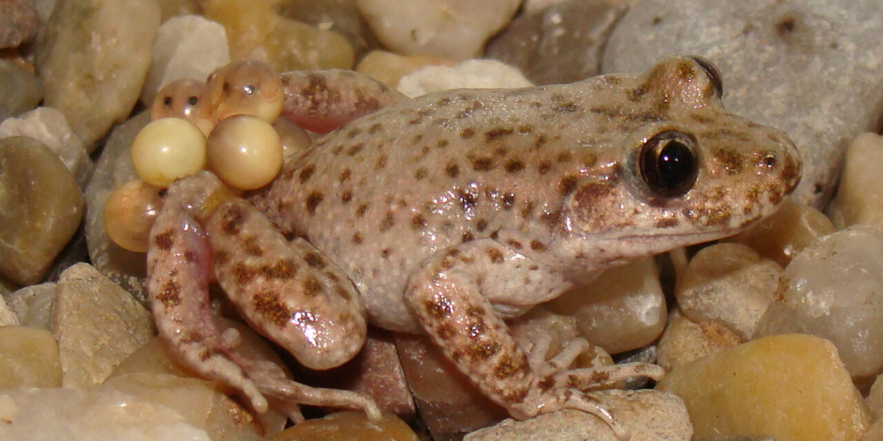 LA PROTECCIÓ DEL FERRERET, UNA ESPÈCIE ANIMAL EMBLEMÀTICA EN MALLORCA