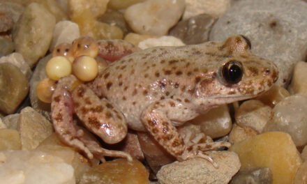 LA PROTECCIÓ DEL FERRERET, UNA ESPÈCIE ANIMAL EMBLEMÀTICA EN MALLORCA