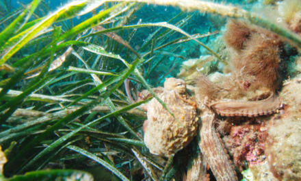 HÀBITATS DE LES ILLES BALEARS (1): PRADERIES DE POSIDÒNIA