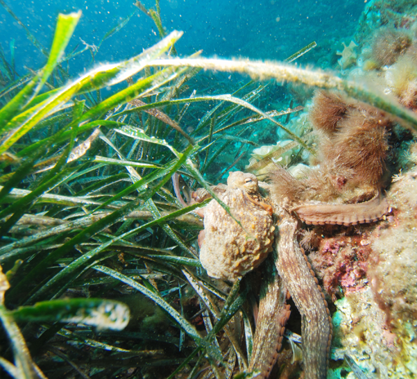 HÀBITATS DE LES ILLES BALEARS (1): PRADERIES DE POSIDÒNIA