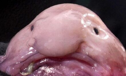 EL PEIX MÉS LLEIG DEL MÓN