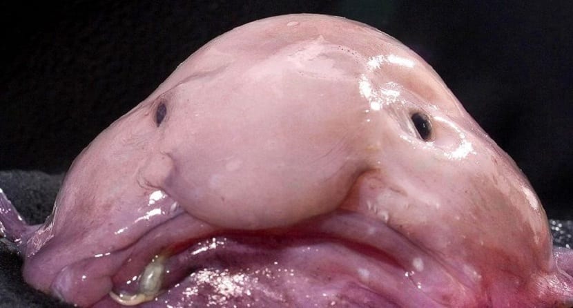 EL PEIX MÉS LLEIG DEL MÓN