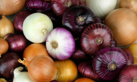 LES VARIETATS DE CEBES I ELS SEUS USOS A LA CUINA