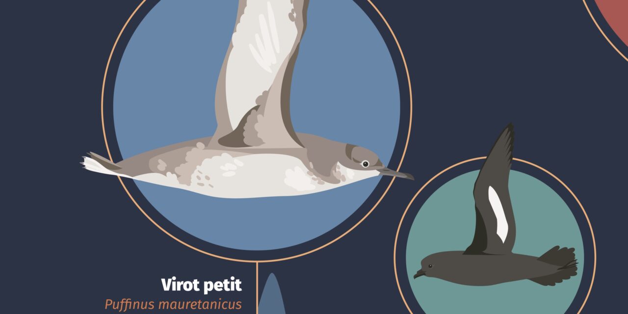 AJUDEM A SALVAR I RESCATAR VIROTS PETITS