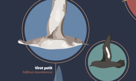 AJUDEM A SALVAR I RESCATAR VIROTS PETITS