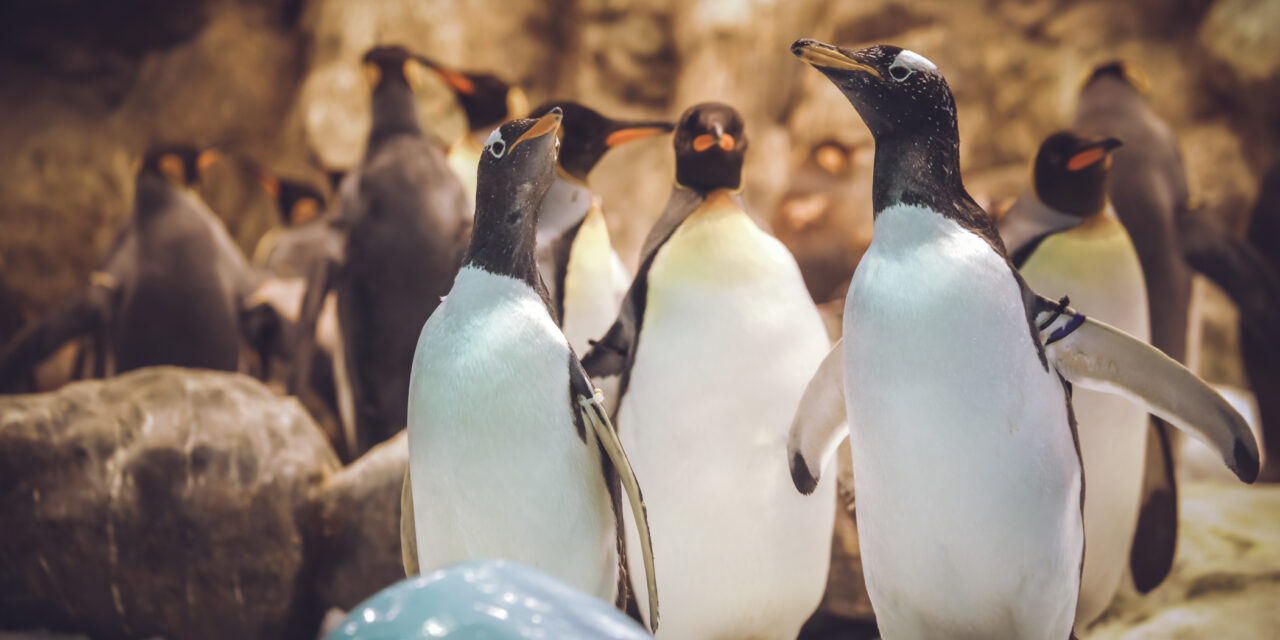 CURIOSITATS DELS PINGÜINS