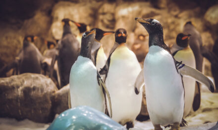 CURIOSITATS DELS PINGÜINS