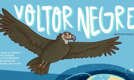 LA CRIA DEL VOLTOR NEGRE A MALLORCA ES MANTÉ EN REGISTRES HISTÒRICS