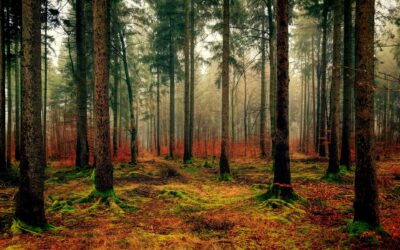 PER QUÈ LES FULLES CANVIEN DE COLOR A LA TARDOR?