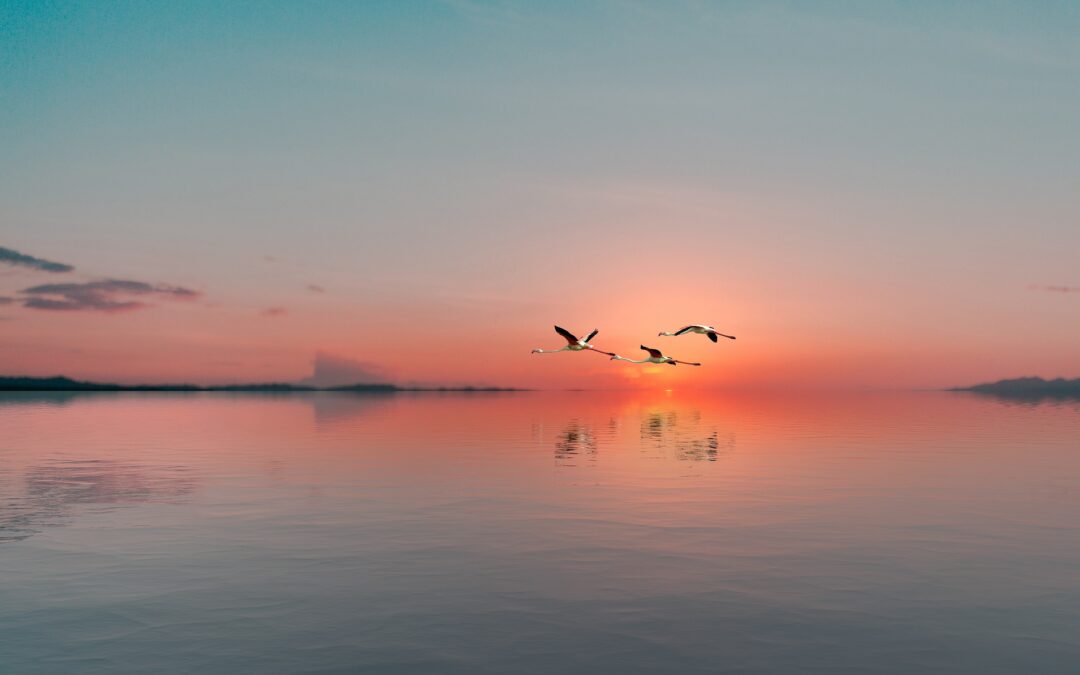 EL FLAMENC I L’ANNERA BLANCA LES DUES AUS MIGRATORIES MÉS OBSERVADES EN ES TRENC